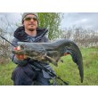 Σιλικόνη SeaBuzz Turbo Shad