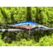 Rapala Harvest Shad