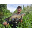 Воблер Sea Buzz Chub Bug