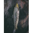 Numărătoare inversă a oscilatoarelor