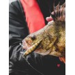 Numărătoare inversă a oscilatoarelor