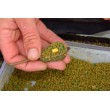 Dynamite Baits Speedys Washters