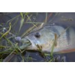 Силикон BB - Rush Craw SW