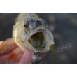 Силикон BB - Rush Craw SW