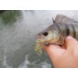 Силикон BB - Rush Craw SW
