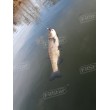 Силикон BB - Rush Craw SW