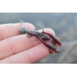 Силикон BB - Rush Craw SW
