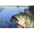 Силикон BB - Rush Craw SW