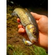 Воблер Sea Buzz Chub Bug