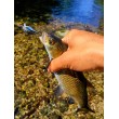 Воблер Sea Buzz Chub Bug