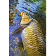 Воблер Sea Buzz Chub Bug