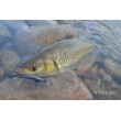 Sea Buzz River Shad