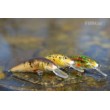 Minnow wobbler - floating