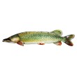 Декорация за стена EuroCatch 3D щука