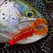 Westin CreCraw Slim Creaturebait