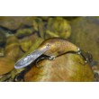 Shad Dancer Wobbler
