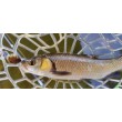 Воблер Sea Buzz Chub Bug