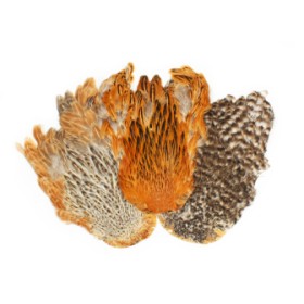Scalp de la găinile Hen Neck